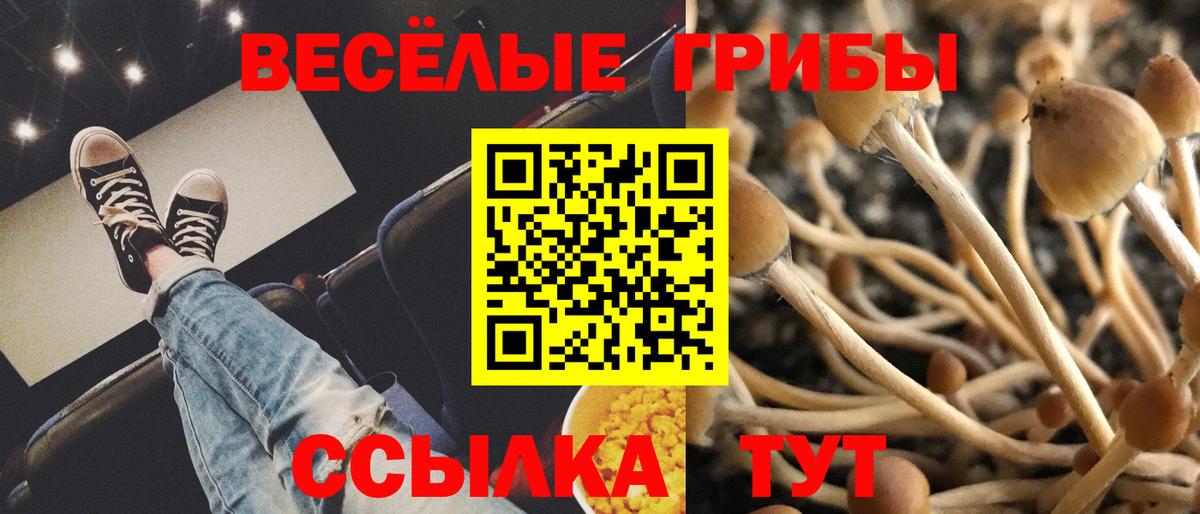 Галлюциногенные грибы Psilocybine cubensis  Вход с VPN  Галлюциногенные грибы прущие грибы  Маркс 